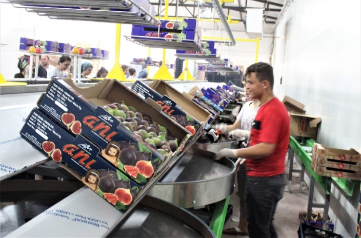 Kraliyet Meyvesinin Sırrı Bu Sineklerde