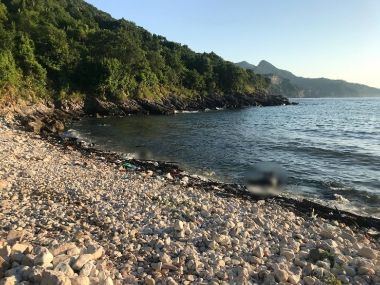 Kastamonu Sahiline Ölmüş Büyükbaş Hayvan Vurdu