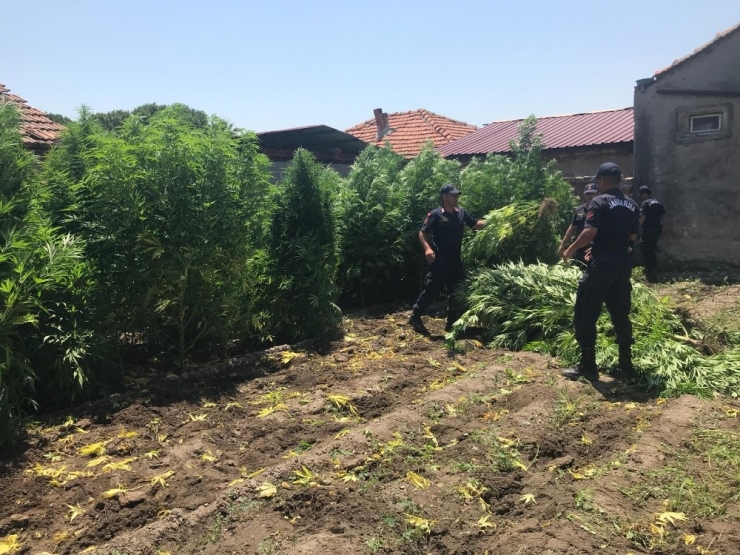 1 Milyon 200 Bin Liralık Kenevir Yetiştirdi, ’İçiciyim’ Dedi