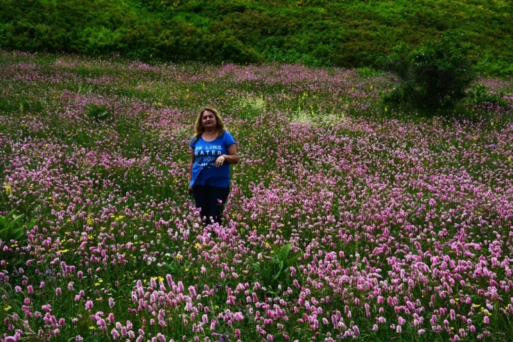 Karadeniz Yaylalarında ’Püsküllü’ Güzellik