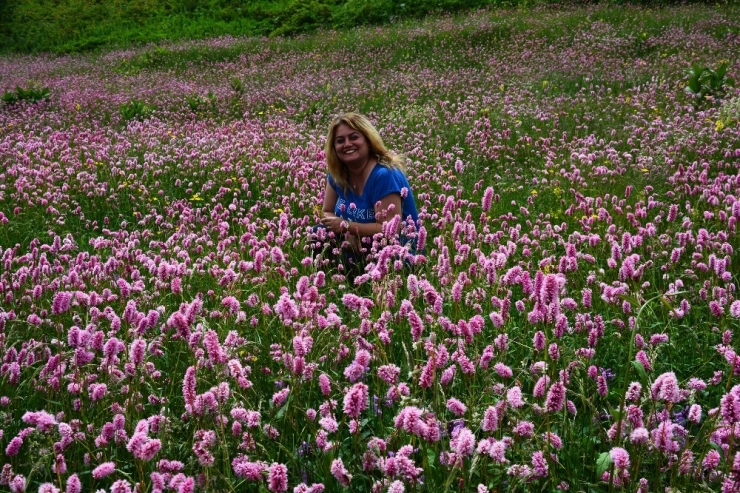 Karadeniz Yaylalarında ’Püsküllü’ Güzellik