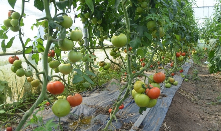 Genç Çiftçi Başardı