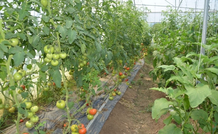 Genç Çiftçi Başardı