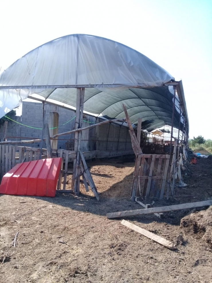 Tarsus’ta 21 Büyükbaş Hayvan Çalındı