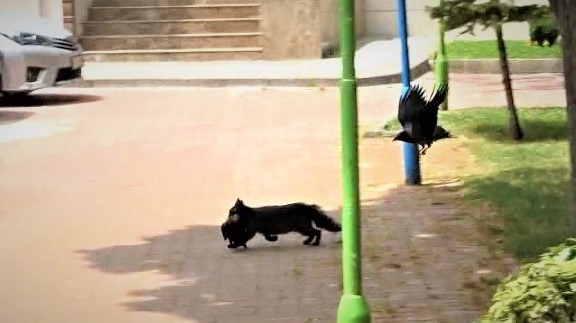 Kedinin Avladığı Yavruyu Kurtaramadılar