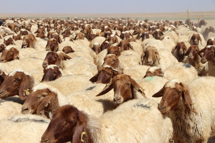 Koçlarla Koyun Koyuna