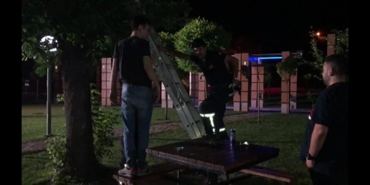 Ağaçta Mahsur Kalan Kedi İtfaiye Ekiplerince Kurtarıldı