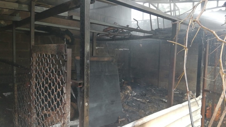 Yanan Ahırda 8 Koyun Telef Oldu, 4 Kişi Zehirlendi