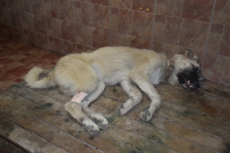 Kurtlardan Kurtulmak İsterken Köpekleri Öldürdü