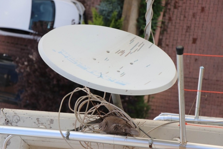 Balkonun Davetsiz Misafiri