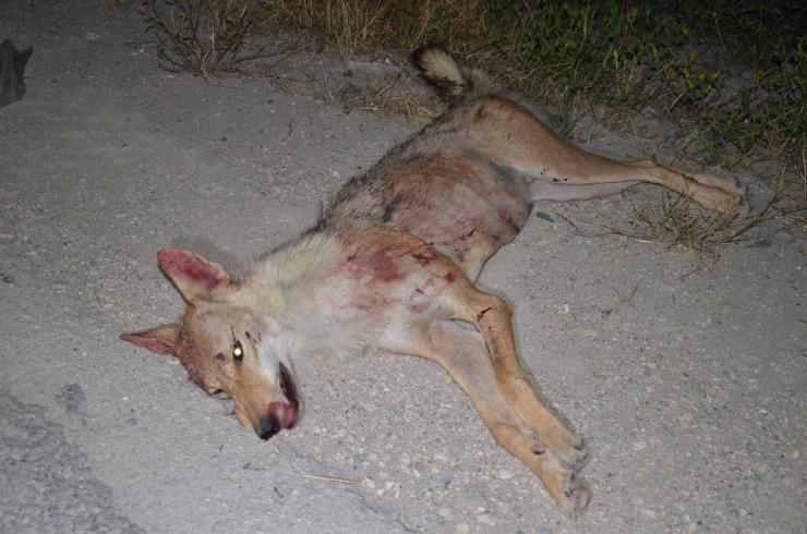 Pikabın Çarptığı Kurt Telef Oldu