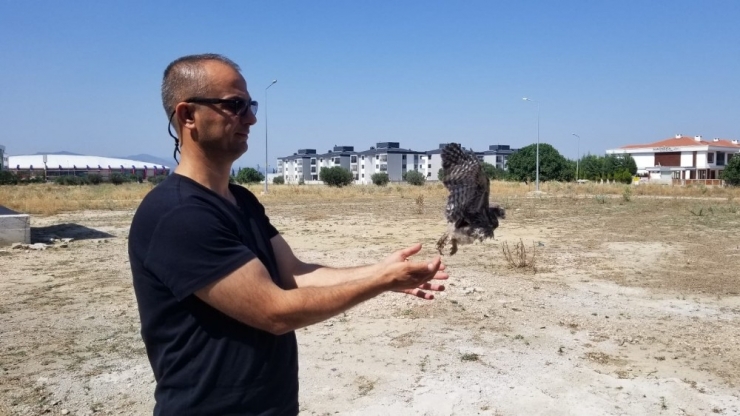 Yavru Baykuş 2 Ay Sonra Doğaya Salındı
