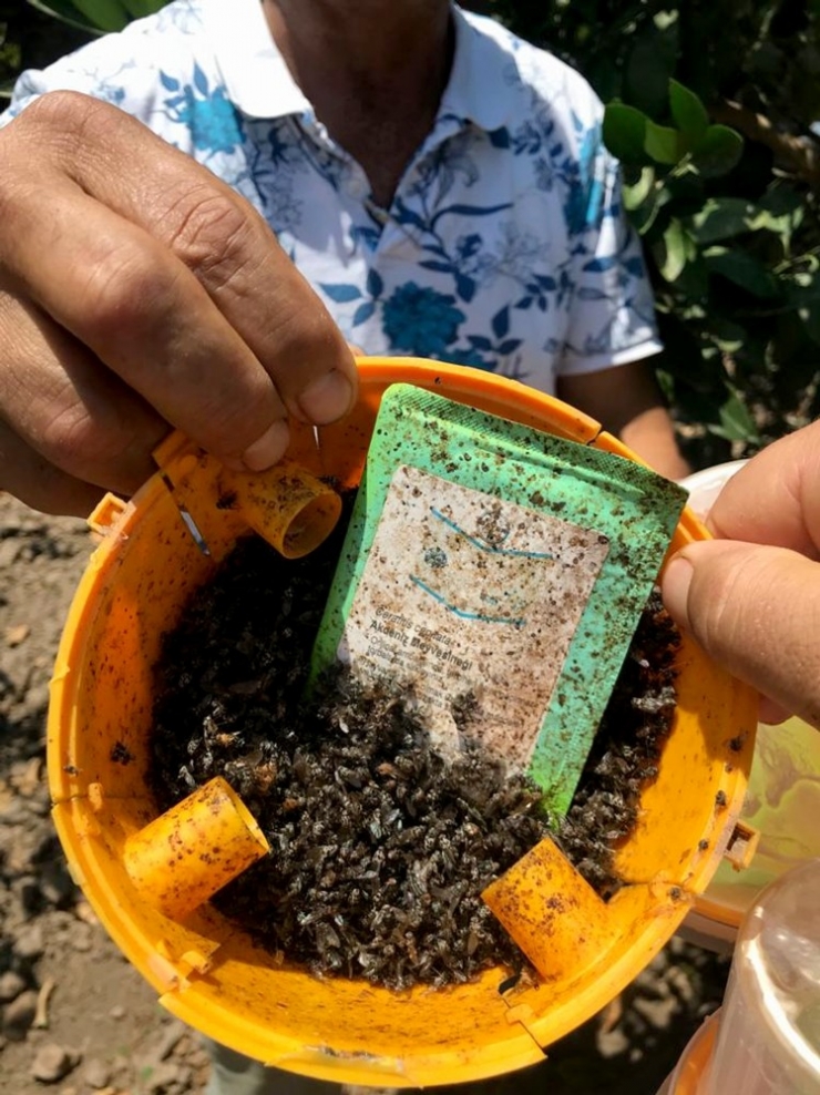 Büyükşehir’den Akdeniz Meyve Sineği İle Mücadele