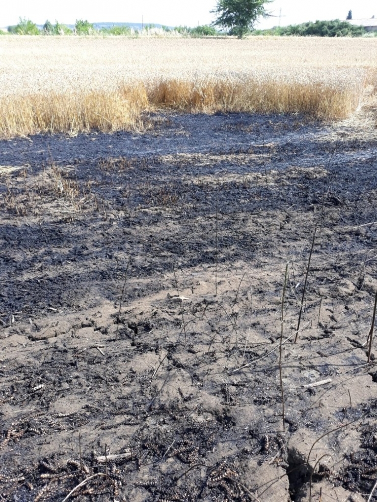 Kopan Elektrik Telleri Tarlayı Yaktı