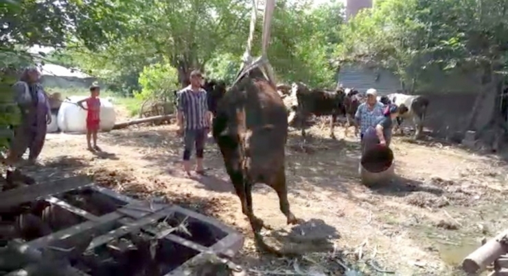 Tarım Aletine Sıkışan İneği Cankur Kurtardı