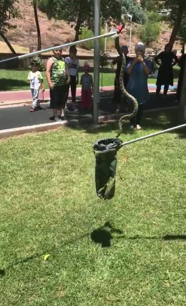 Korkutan Yılan Yakalanarak Doğal Ortamına Bırakıldı