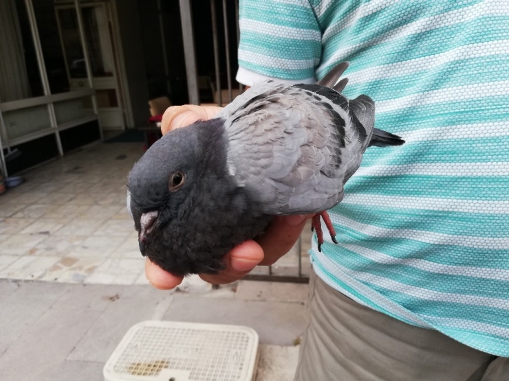 Yaralı Güvercine Vatandaşlar Sahip Çıktı