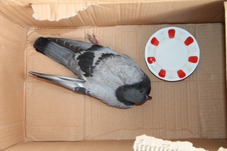 Yaralı Güvercine Vatandaşlar Sahip Çıktı