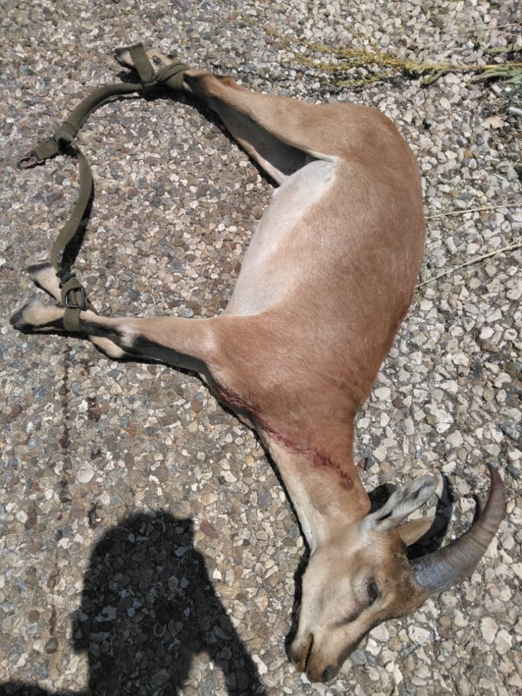 Kaçak Avcıya Vurduğu Yaban Keçisinin Maliyeti 25 Bin Tl Oldu