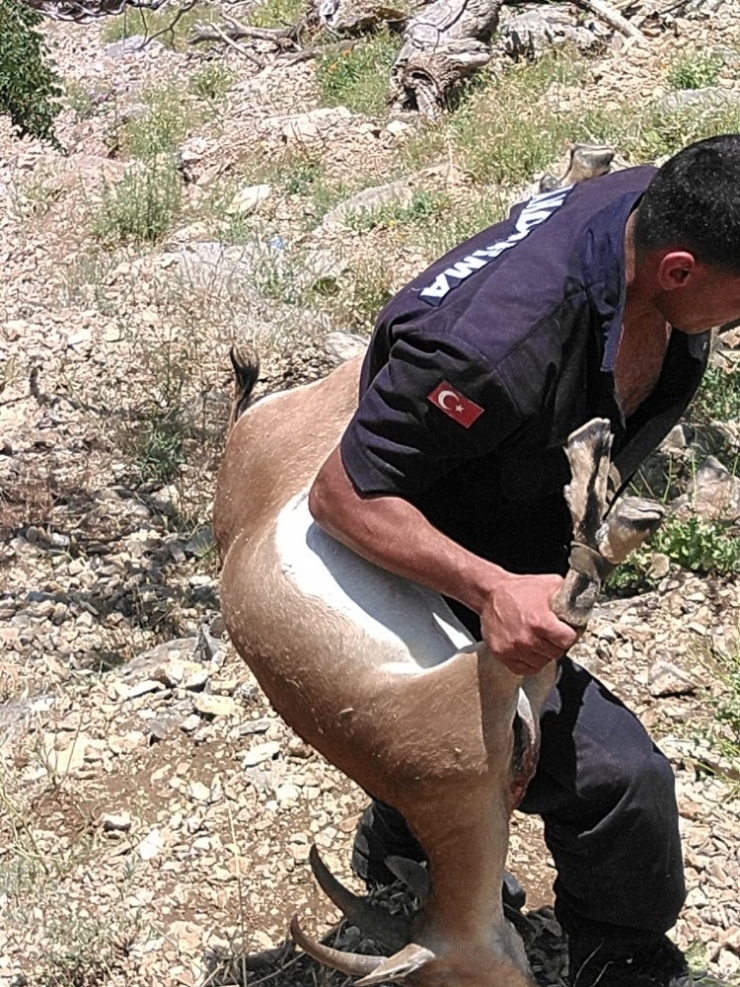 Kaçak Avcıya Vurduğu Yaban Keçisinin Maliyeti 25 Bin Tl Oldu