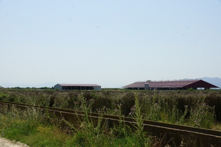 Aydın’da Milyonluk Dolandırıcılık İddiası