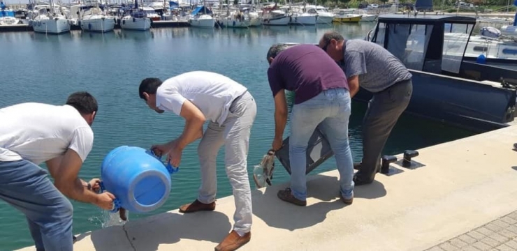 Didim’de Deniz Patlıcanı Avcılarına Geçit Yok