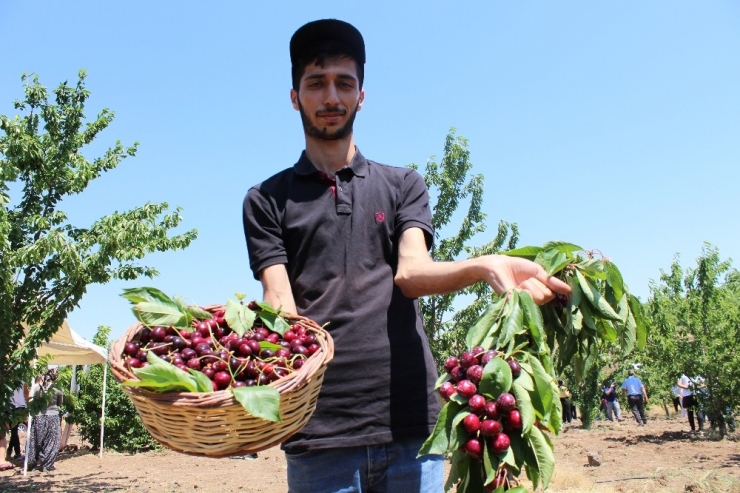 Harput Kirazında Hasat Zamanı