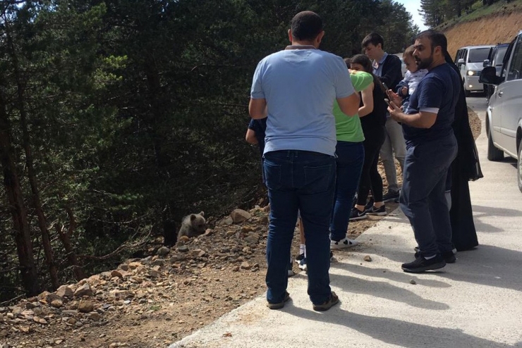Yavru Ayı Yola İndi, Arap Turistler Şaştı Kaldı