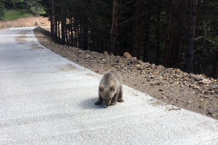 Yavru Ayı Yola İndi, Arap Turistler Şaştı Kaldı
