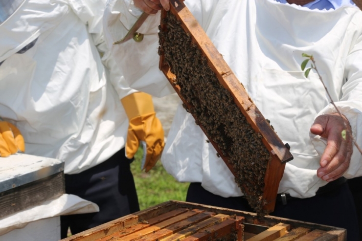 Ko-mek’te “Bal” Gibi Branş
