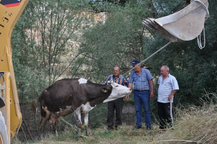 Sulama Kanalına Düşen İneğe Kurtarma Operasyonu