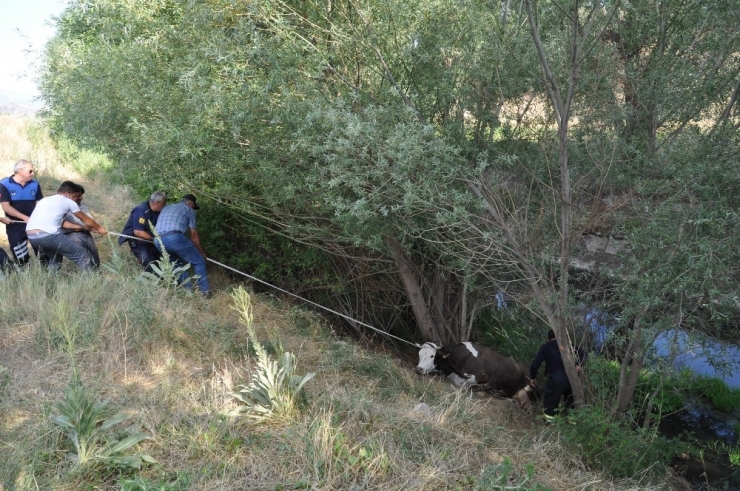 Sulama Kanalına Düşen İneğe Kurtarma Operasyonu
