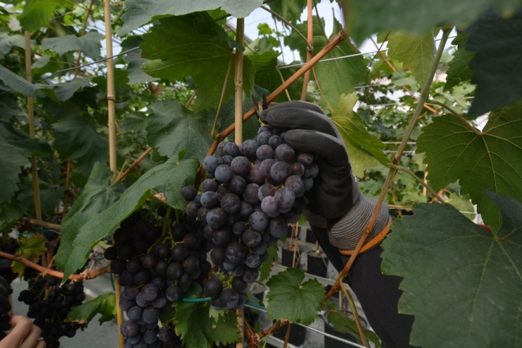 Türkiye’de İlk Defa Kapalı Sistem Serada Üzüm Hasat Edildi