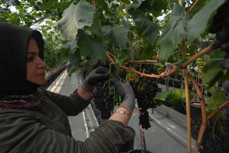 Türkiye’de İlk Defa Kapalı Sistem Serada Üzüm Hasat Edildi
