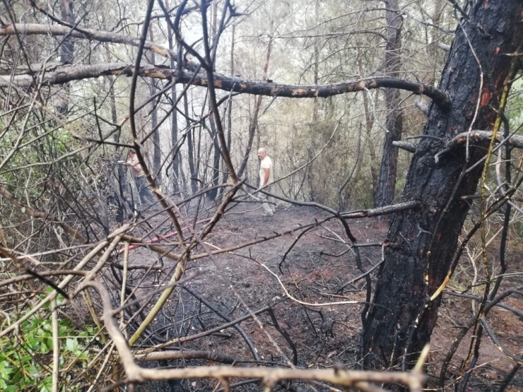 Osmaniye’de Orman Yangını