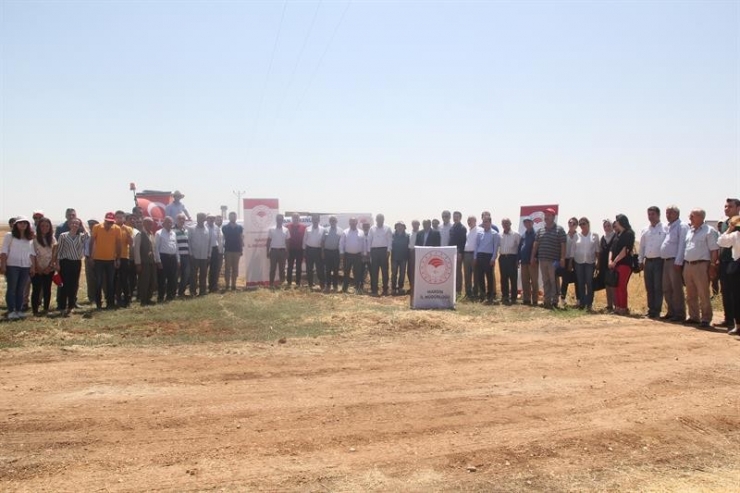 Mardin’de Çiftçilere Arda Nohut Çeşidi Tanıtıldı