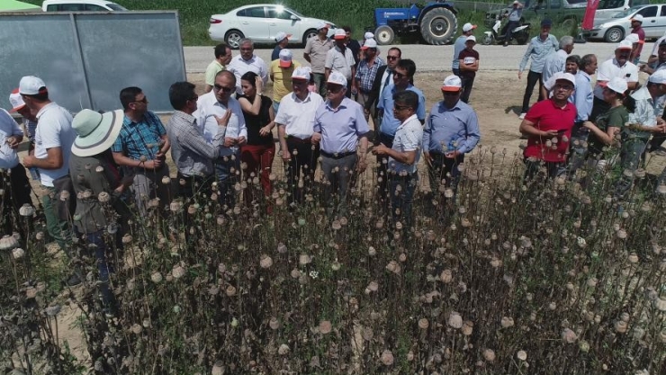 Denizli’nin 2019’daki Haşhaş Üretim Hedefi 13 Bin 500 Ton