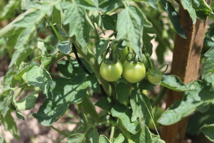 Bu Bahçenin Ürünlerini Öğrenciler Yetiştiriyor