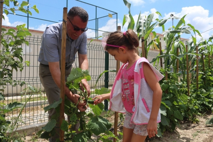 Bu Bahçenin Ürünlerini Öğrenciler Yetiştiriyor