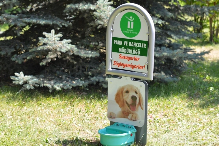 Tepebaşı Belediyesi Sokaktaki Dostları Unutmadı