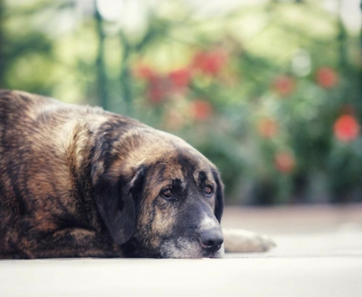 Tepebaşı Belediyesi Sokaktaki Dostları Unutmadı