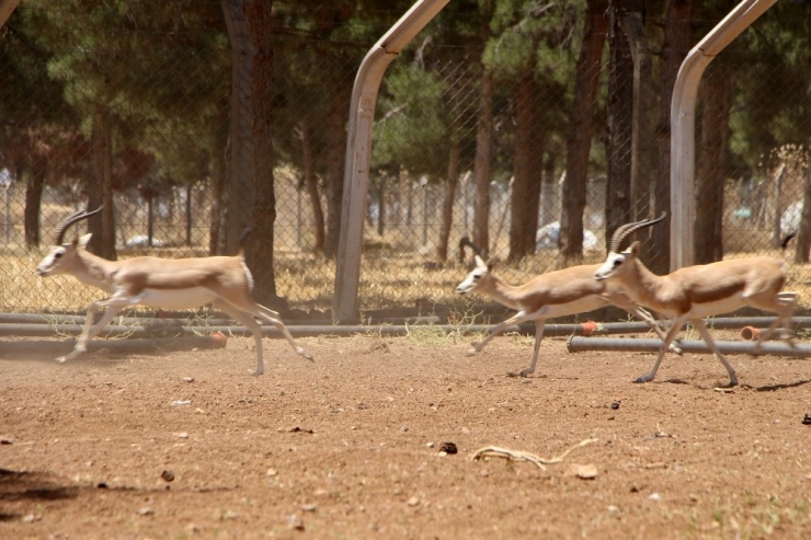 Nesli Tükenme Tehlikesi Bulunan Ceylanların Sayısı Artıyor