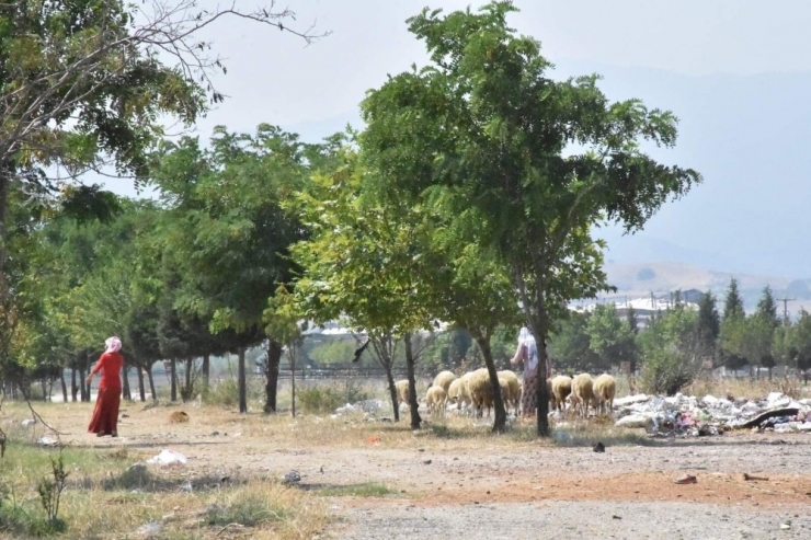 Yaşlı Adam Trenden Korkup Köprüden Atladı