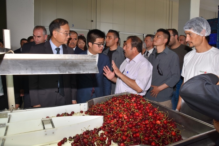 Afyonkarahisar’da Hasat Edilen Kirazlar Çin’e Gidecek