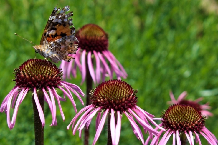 Van Gölü Kıyısında Rengarenk Tıbbi Bitkiler Bahçesi