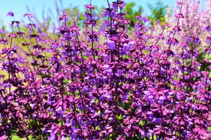 Van Gölü Kıyısında Rengarenk Tıbbi Bitkiler Bahçesi