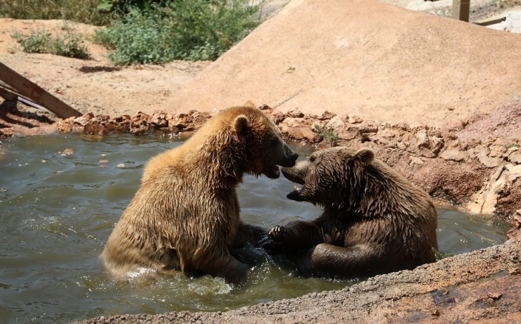 Sıcaktan Bunalan Hayvanlara Buzlu Meyve Kokteylli Serinlik