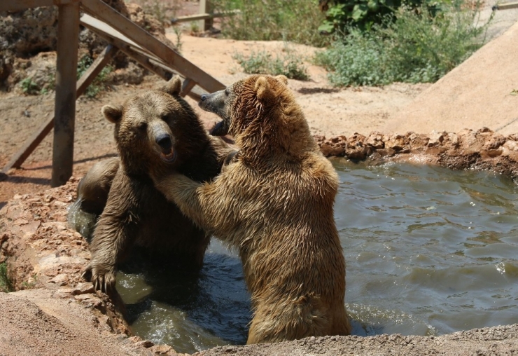 Sıcaktan Bunalan Hayvanlara Buzlu Meyve Kokteylli Serinlik