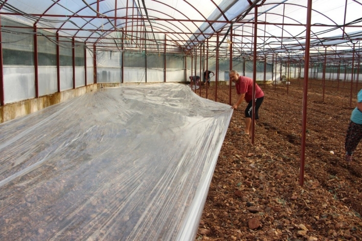 Virüse Dayalı Ve Fungusit Hastalıklarla Baş Edemeyen Çiftçiler, Seralarda Solarizasyon Uygulaması Başlattı