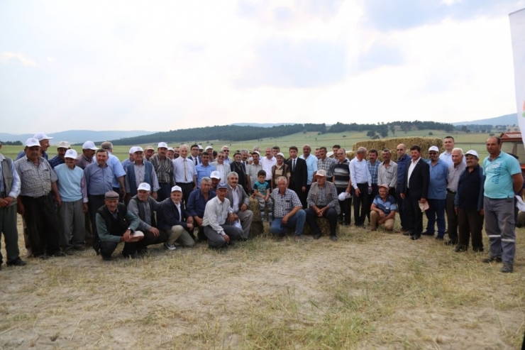 Aslanapa’da Macar Fiği Tarla Günü Etkinliği